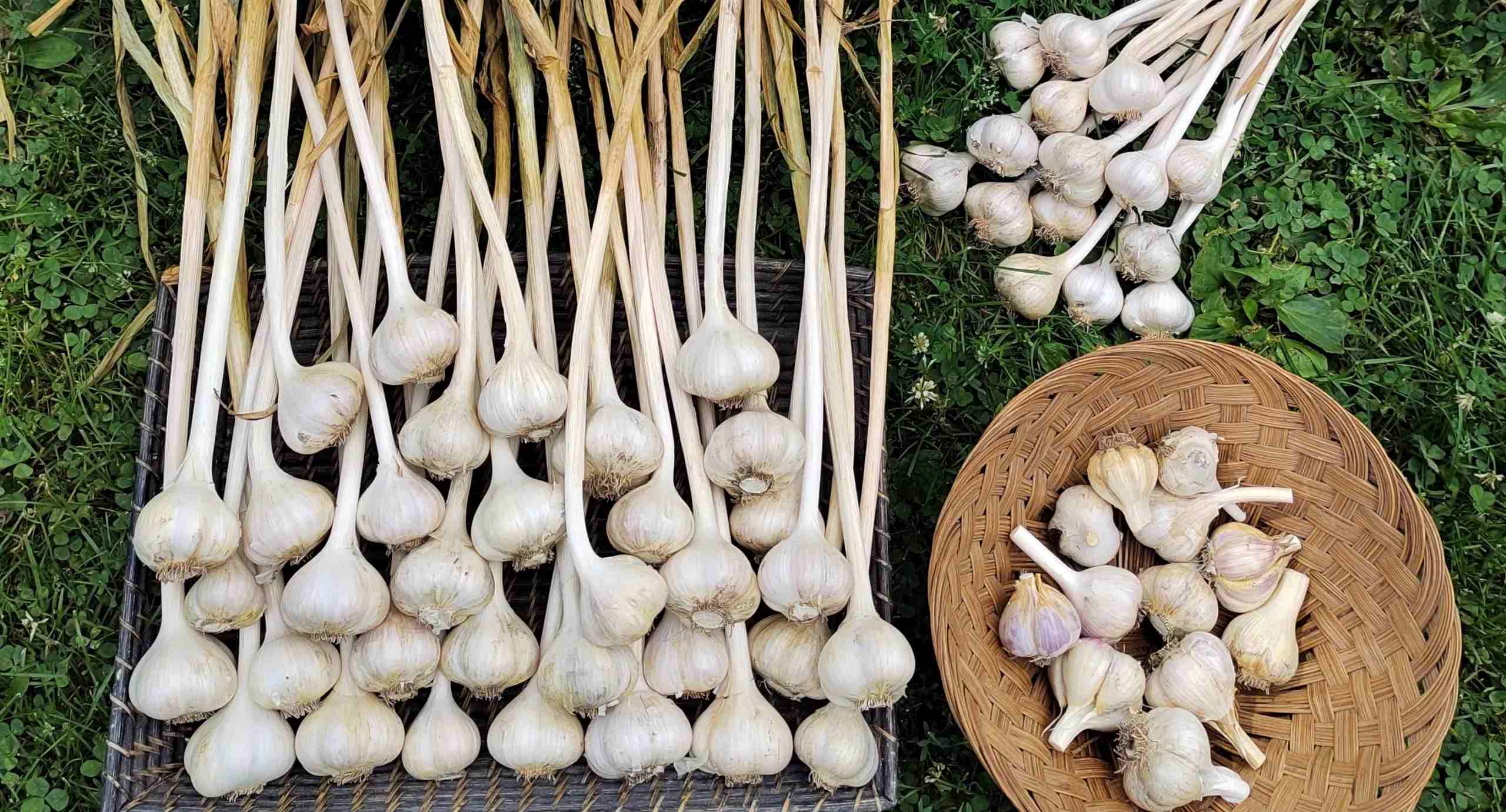 Where To Buy Garlic For Planting