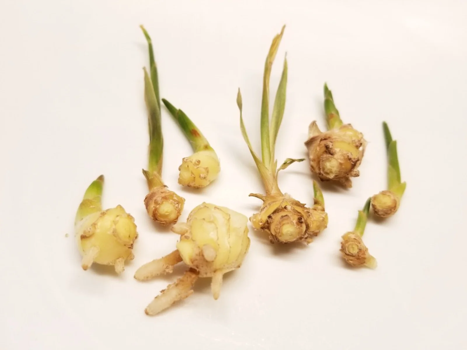 Where To Buy Ginger Rhizomes For Planting