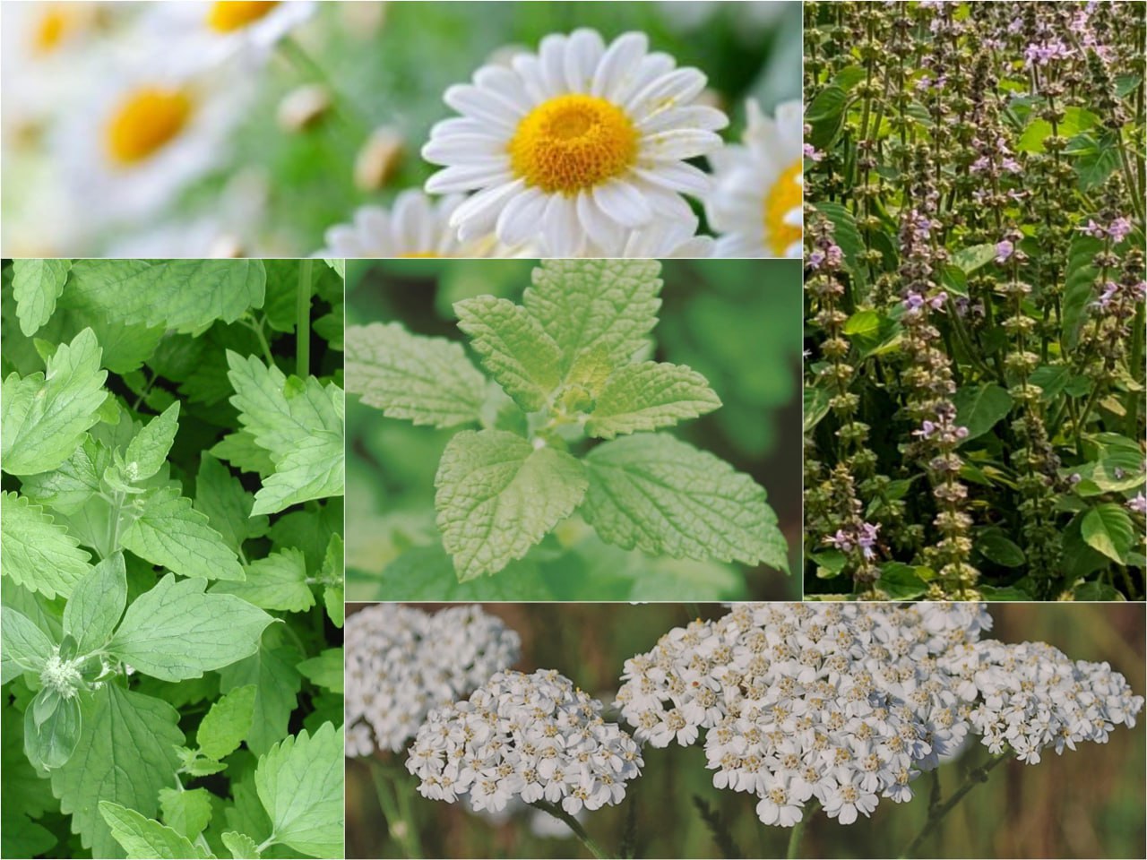 Where To Buy Herbs For Tea