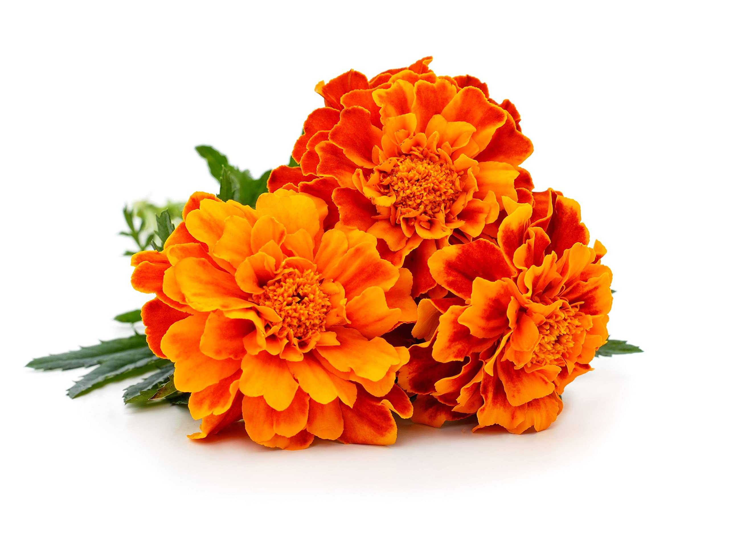 Where To Buy Marigold Flowers