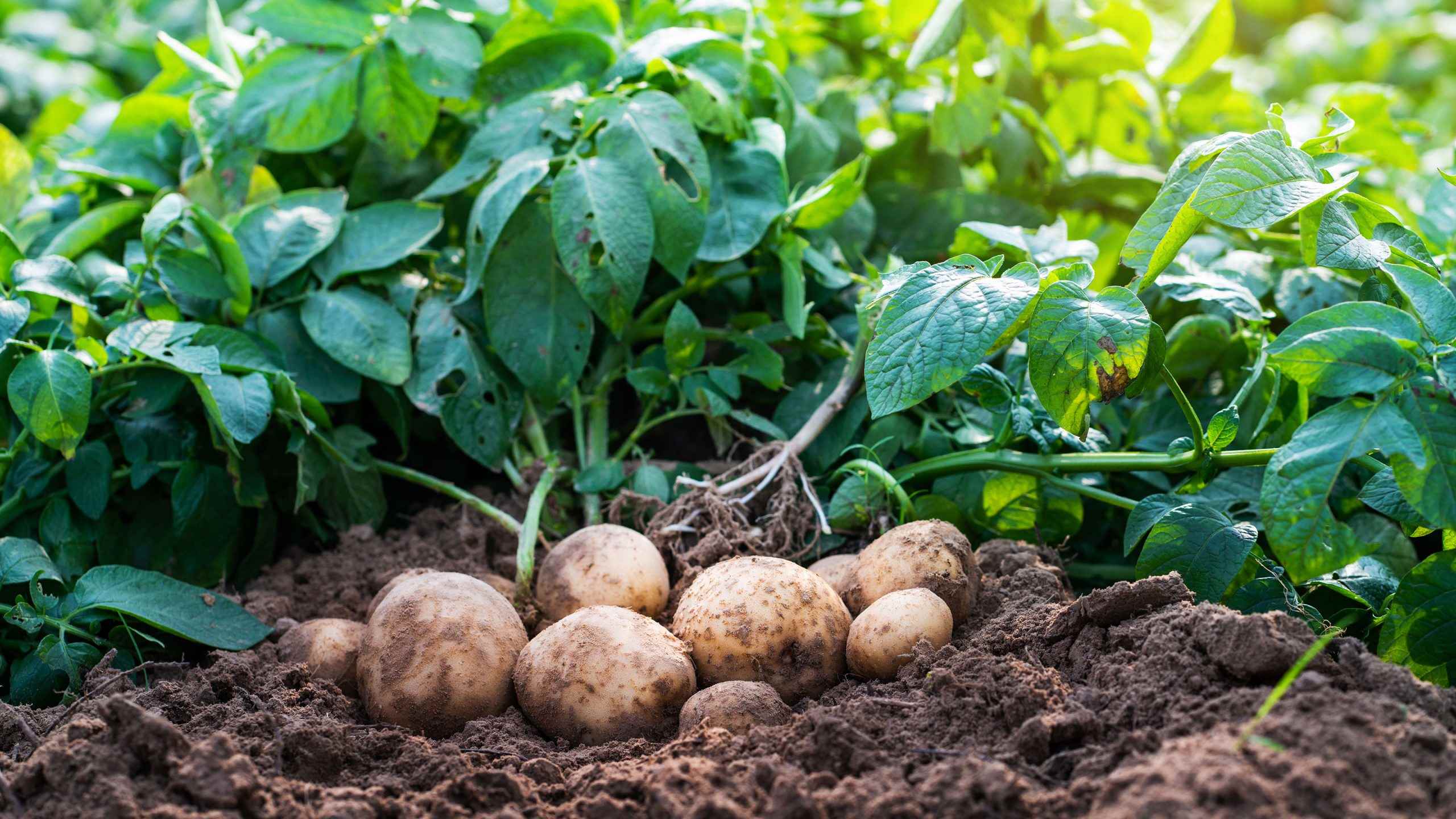 Where To Buy Potatoes For Planting