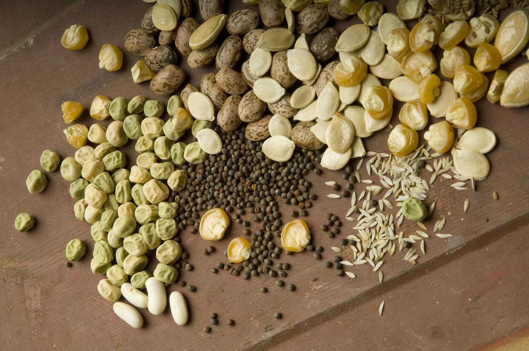 Where To Buy Seeds For Garden