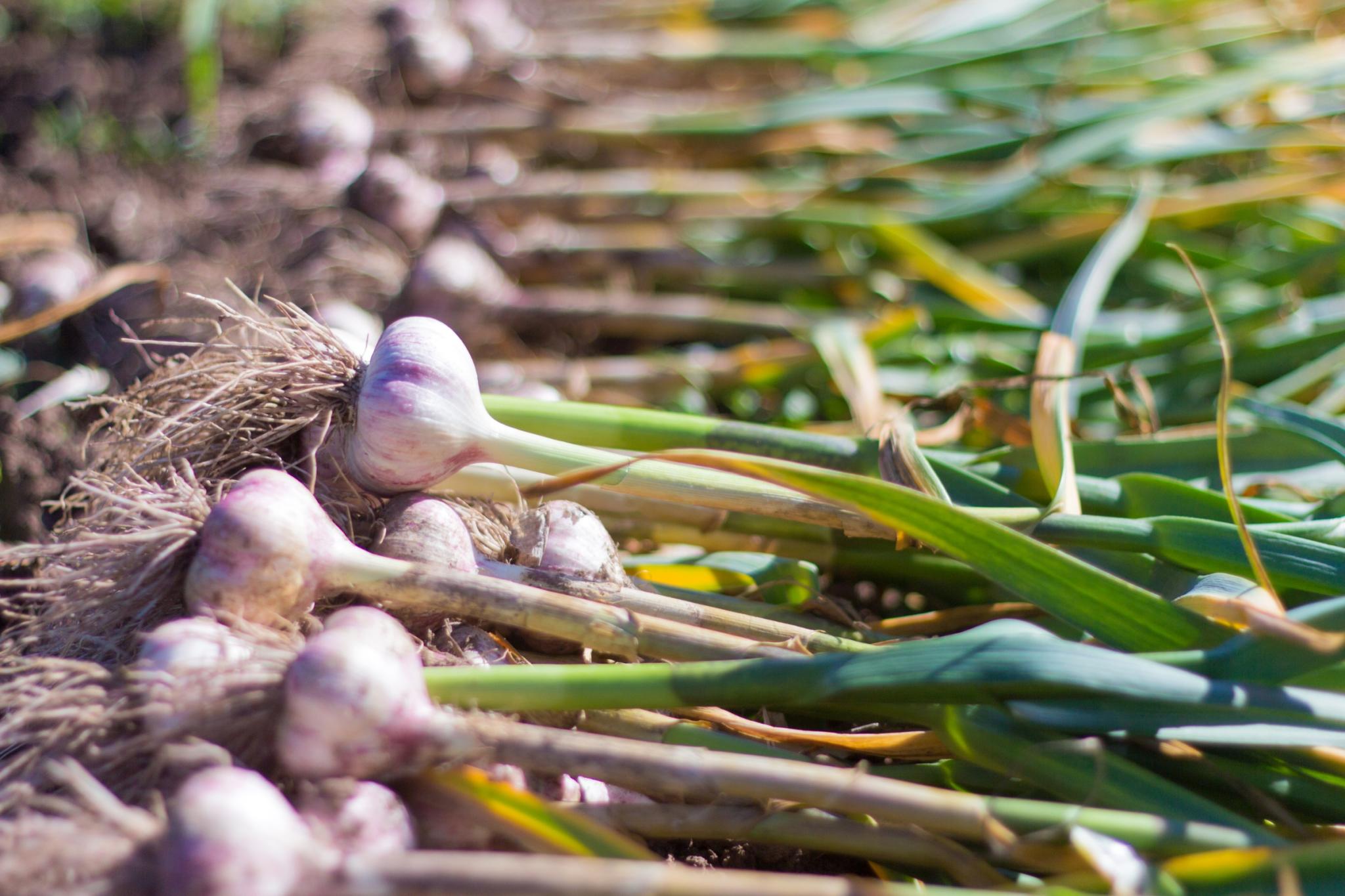 Where To Buy Softneck Garlic For Planting