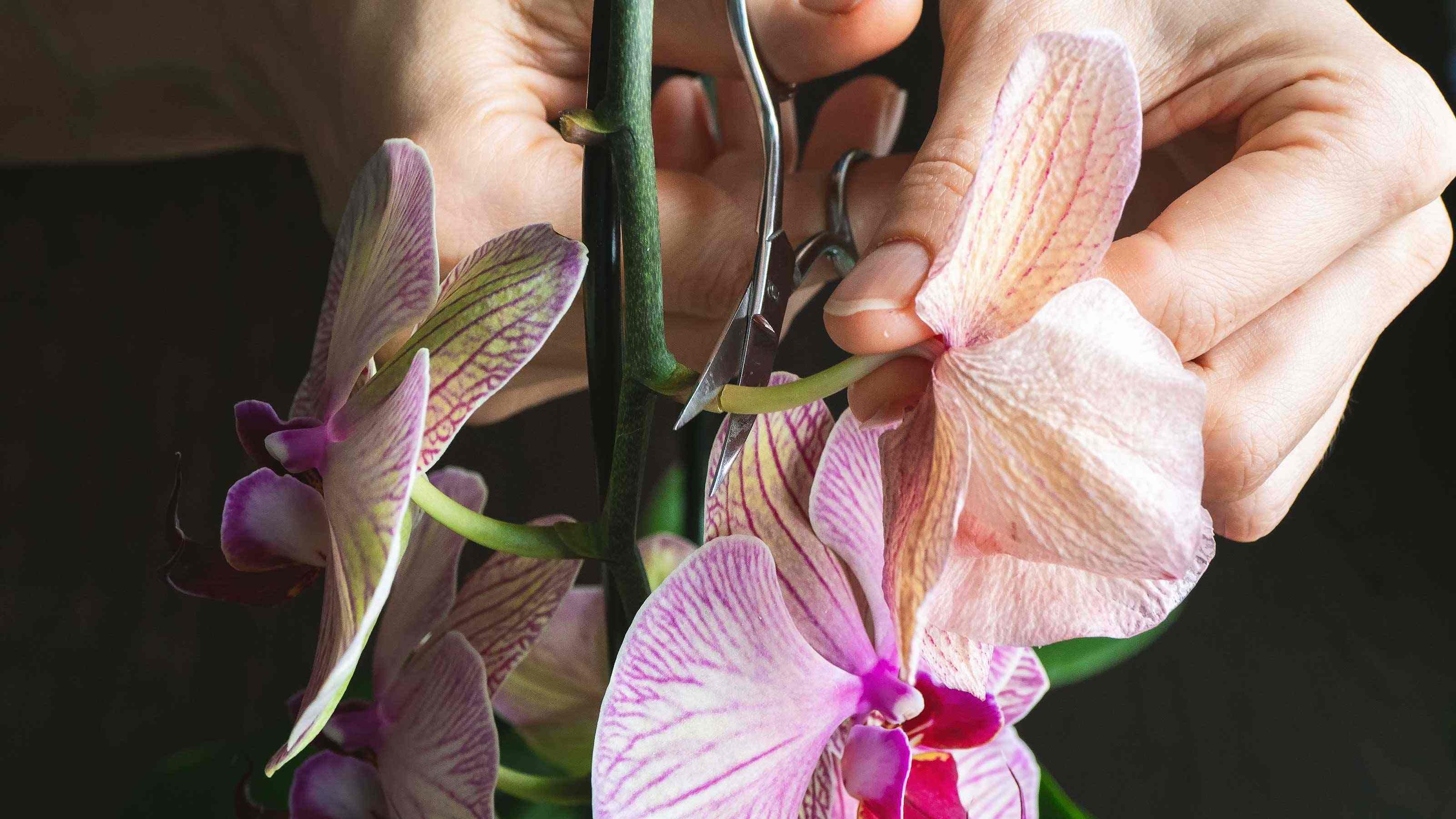 Where To Cut Orchid Stem After Flowers Fall Off