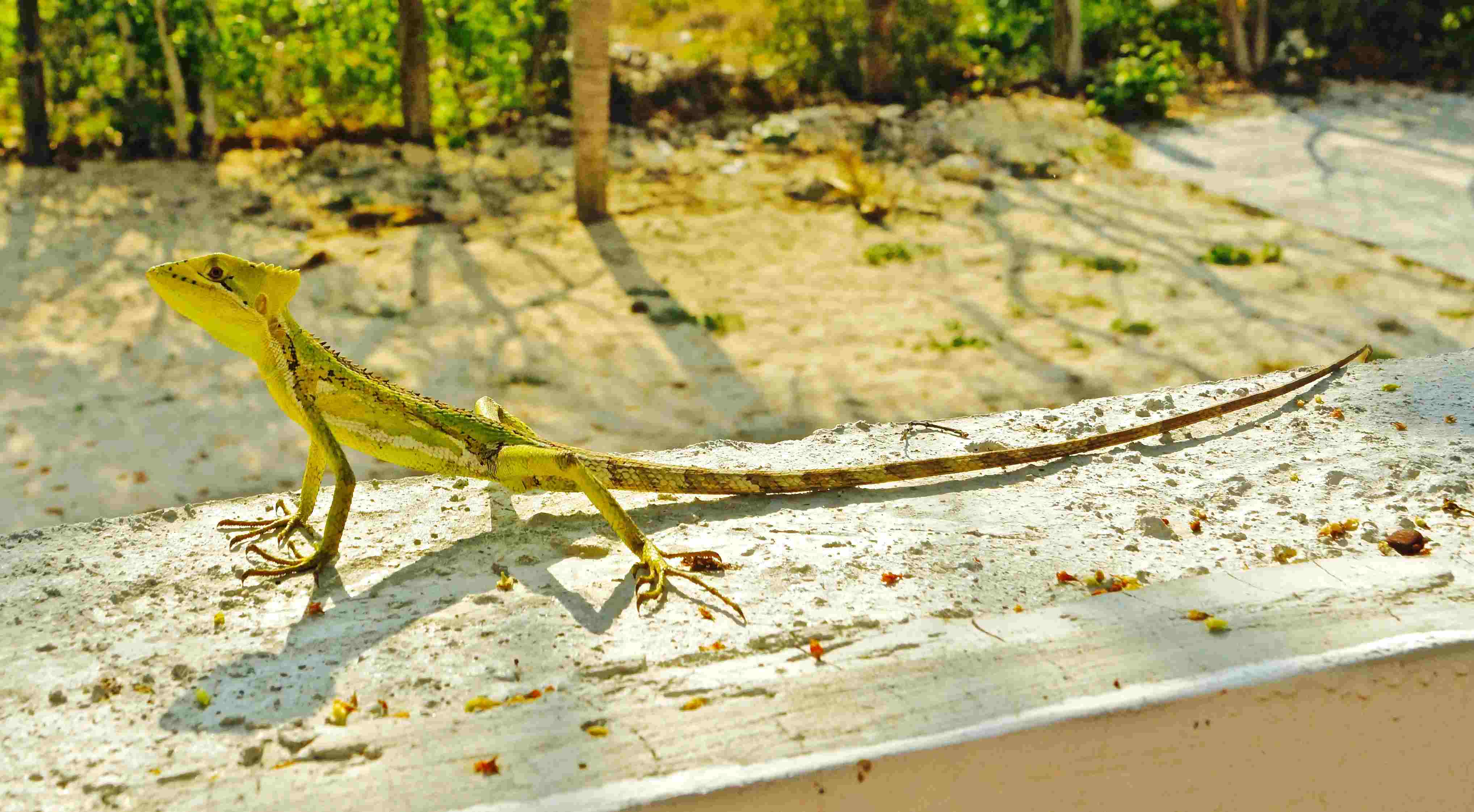 Where To Find Lizards In Your Backyard