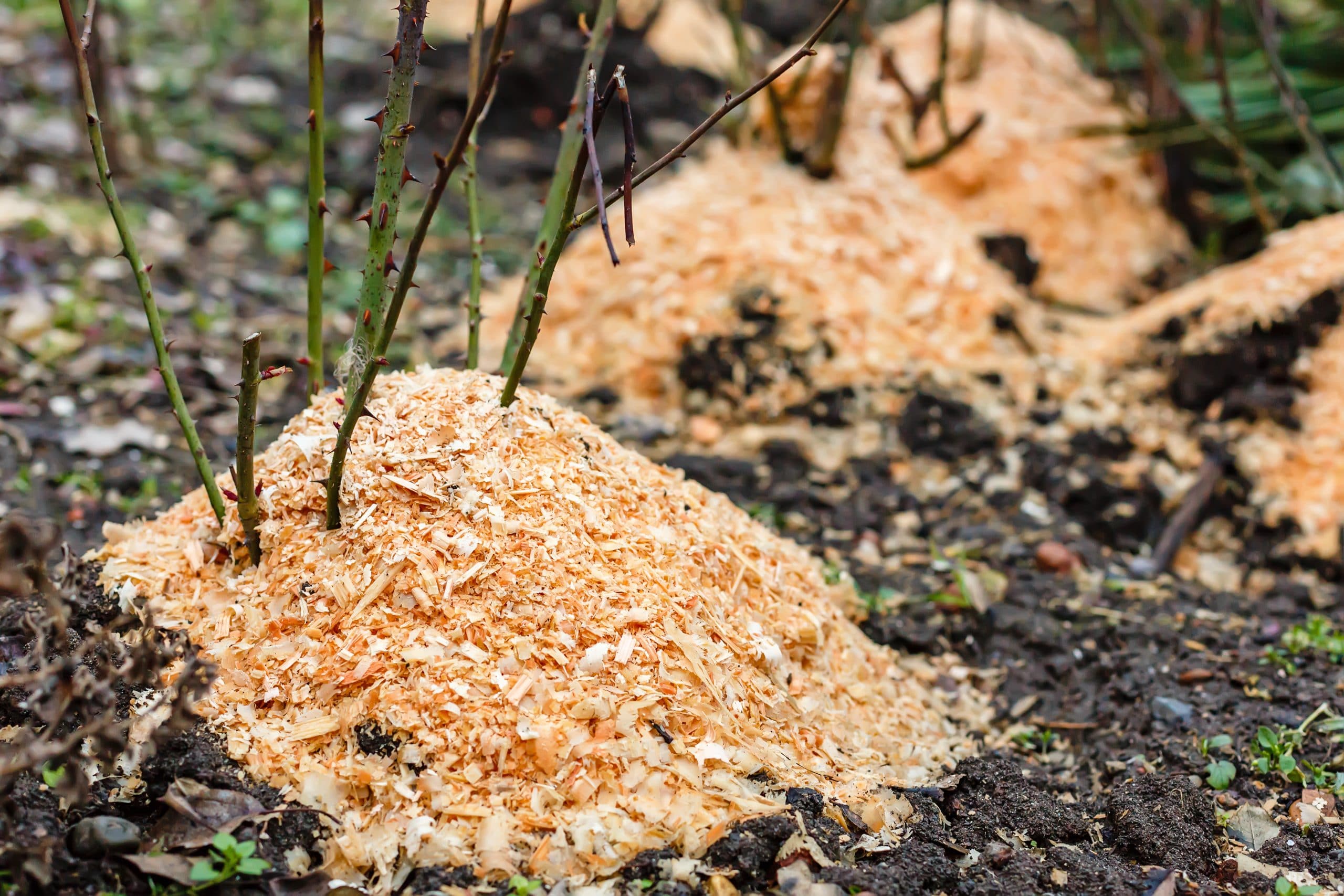 Where To Get Sawdust For Compost