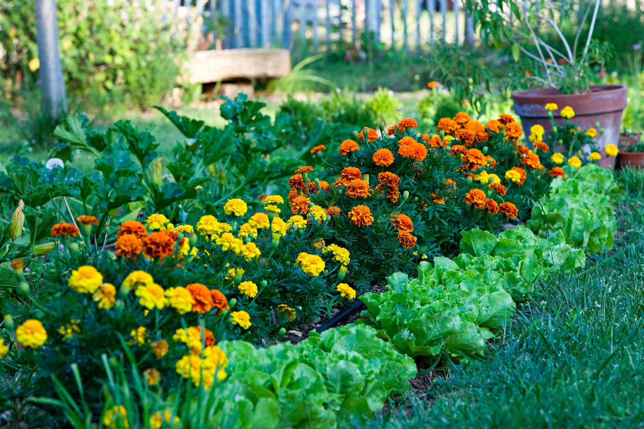 Which Marigolds Are Best For Companion Planting