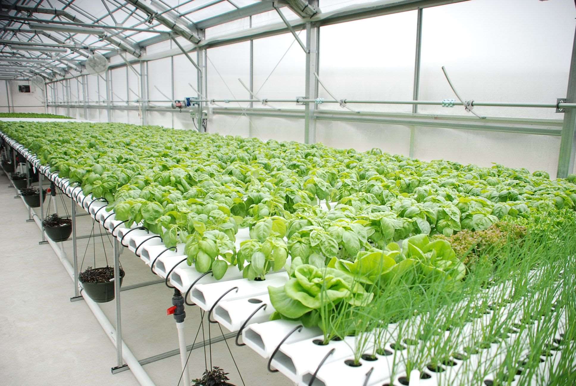 Which Plants Grow Best In Hydroponics