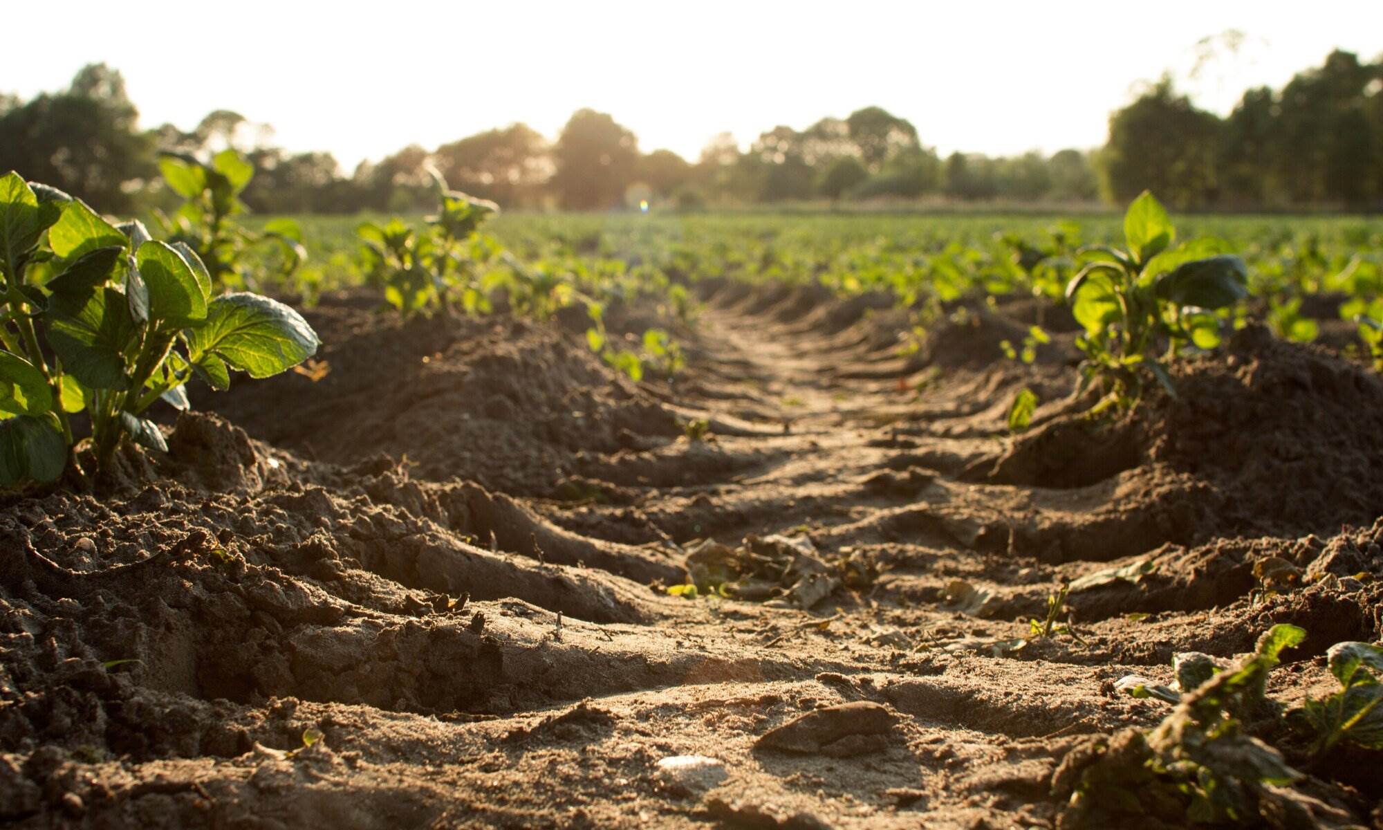 Which Soil Horizon Is The Most Important To Farmers For Planting Crops?