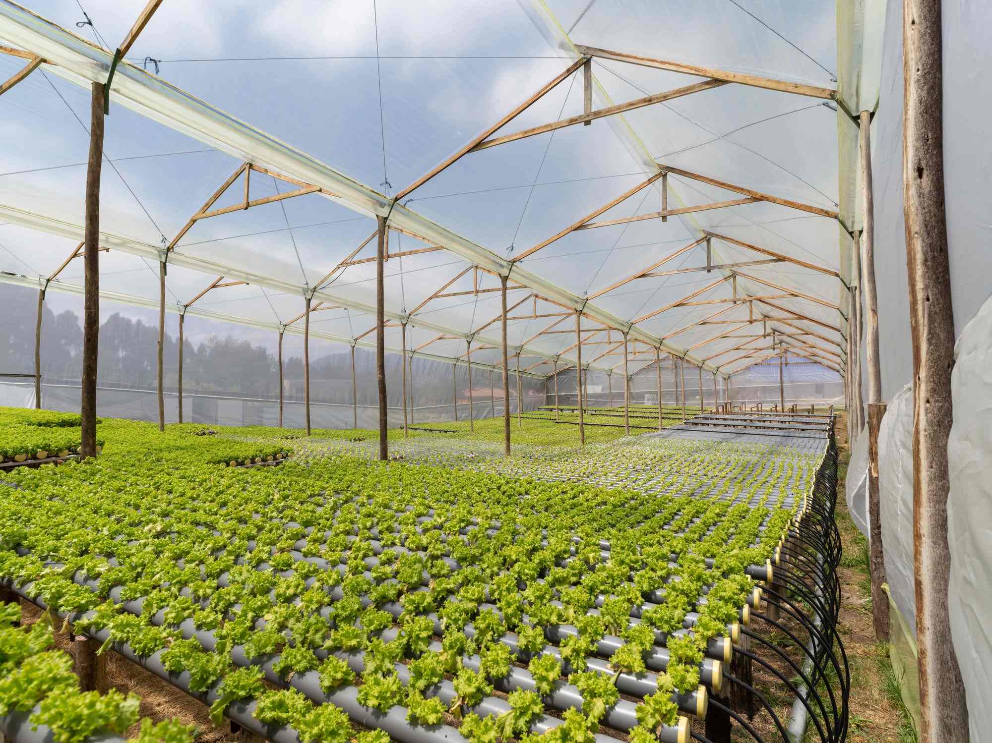 Why Is Hydroponics Sustainable