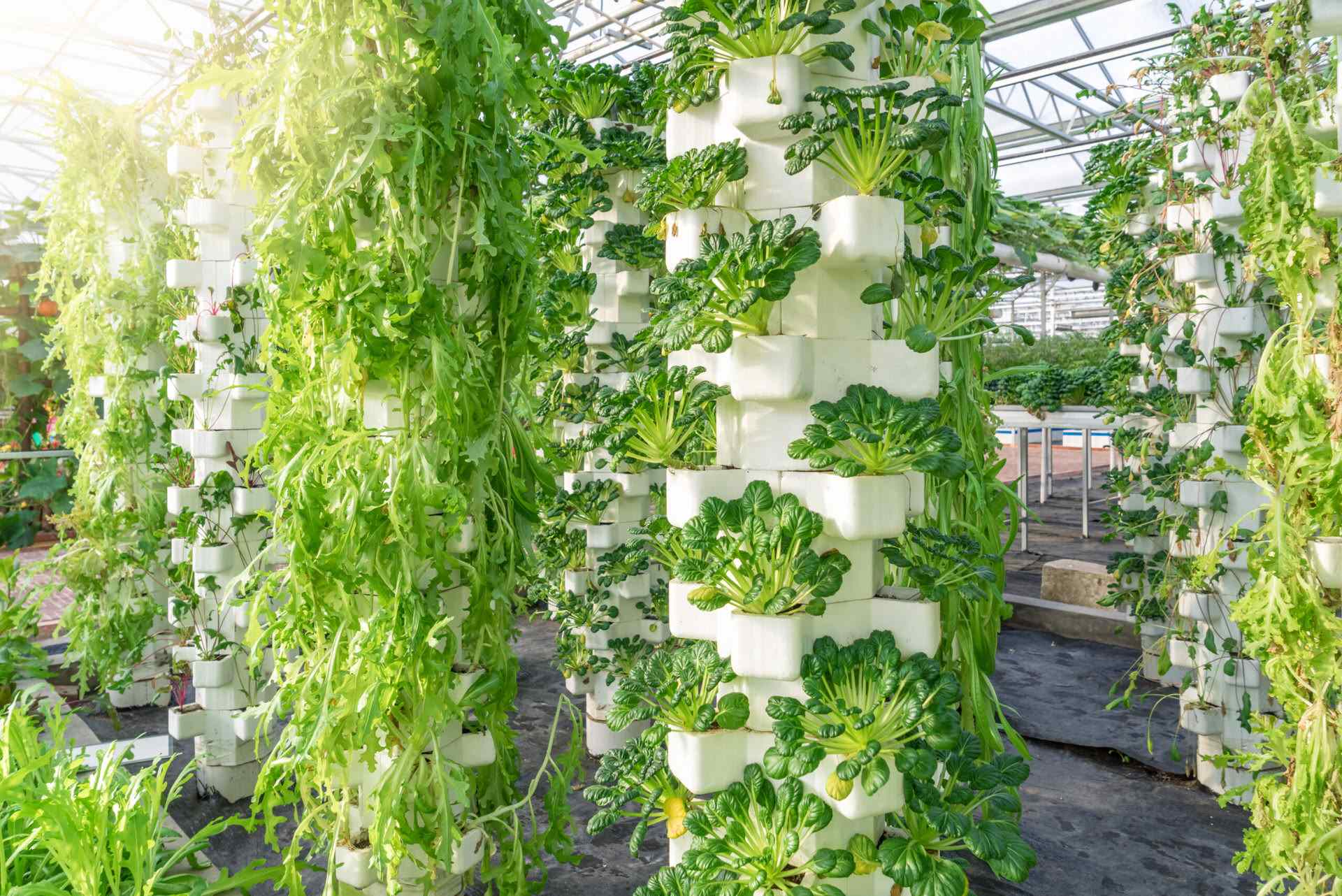 Why Is The Use Of Hydroponics Farming Most Likely Going To Increase In The Future?