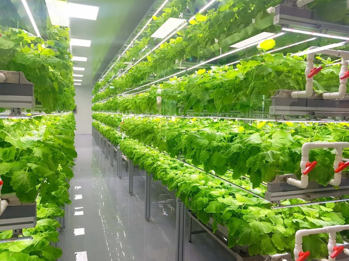 Why Is The Use Of Hydroponics Farming Most Likely Going To Increase In The Future