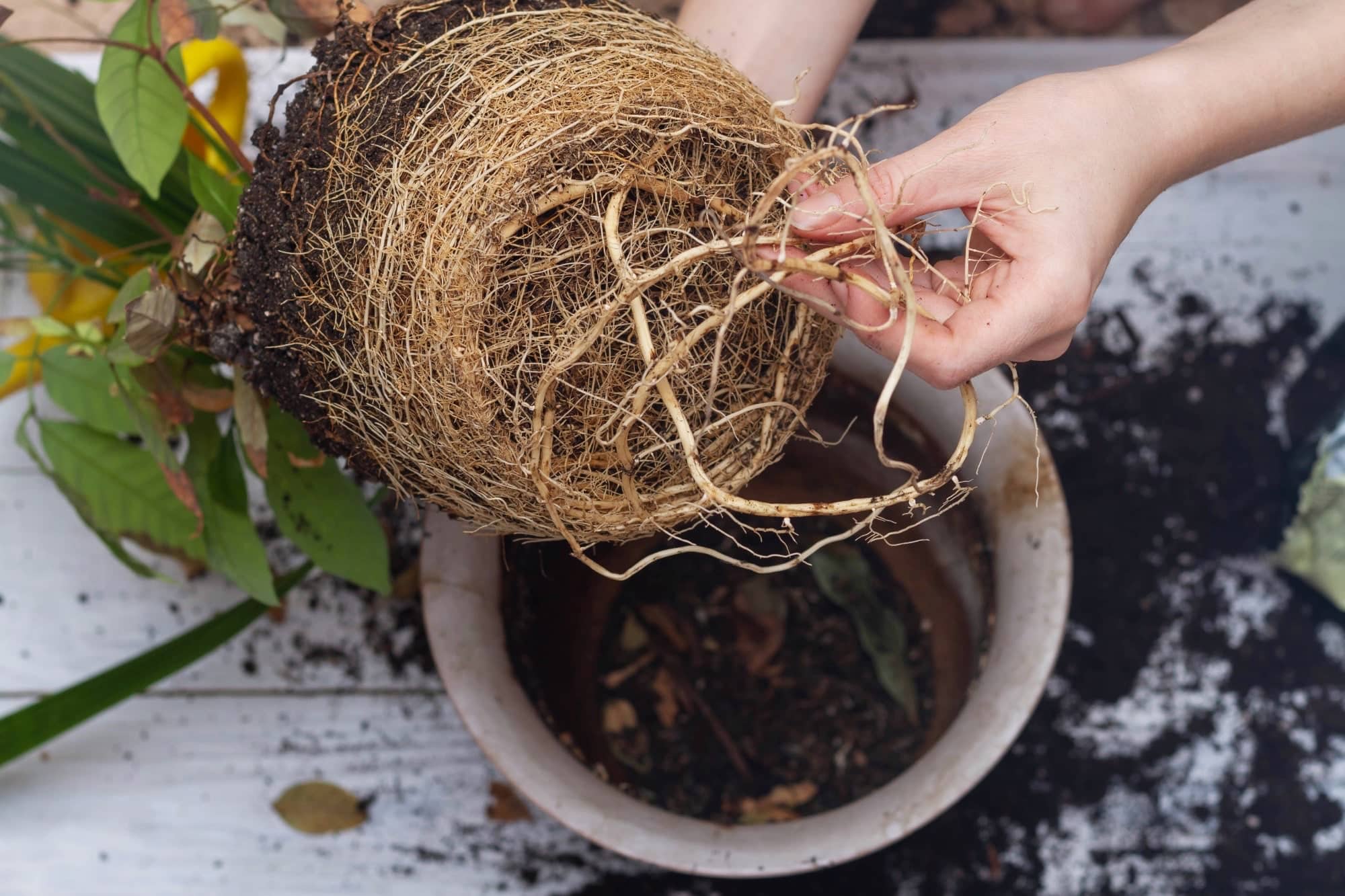 Why You Should Break Up Roots When Planting