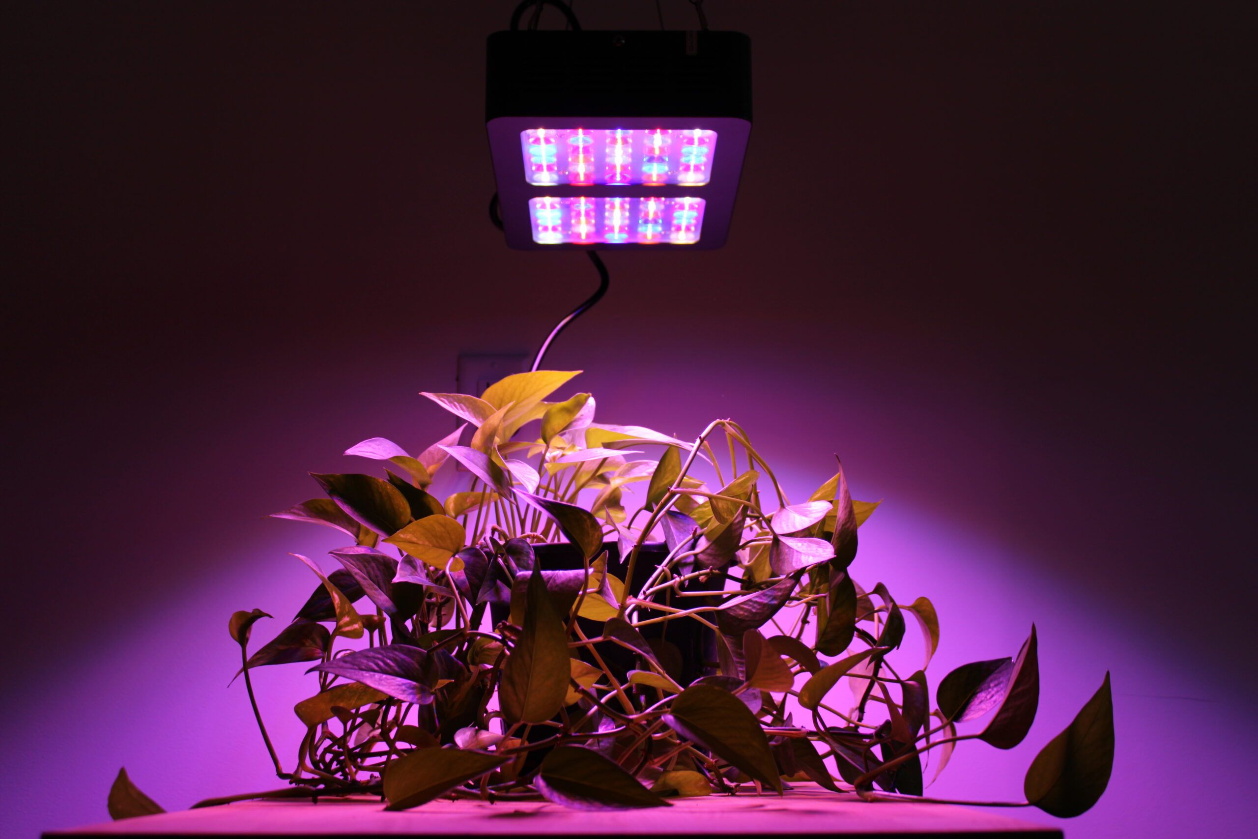 10 Superior Hydroponics Led Grow Light for 2024