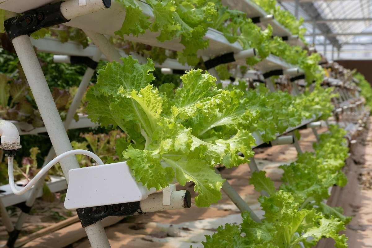 12 Amazing Hydroponics Drip Systems For 2024