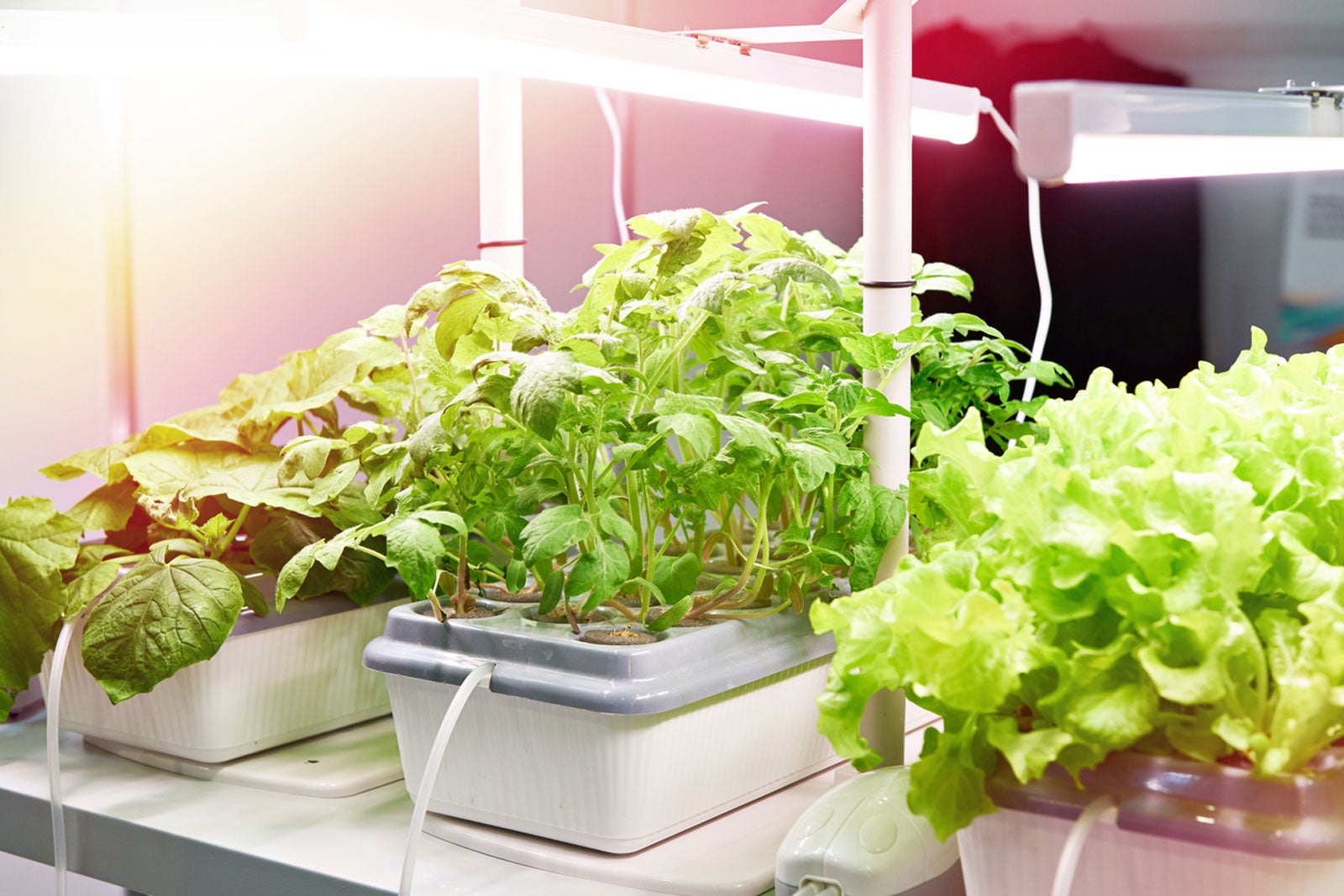 12 Unbelievable Hydroponic System Components And Parts For 2024