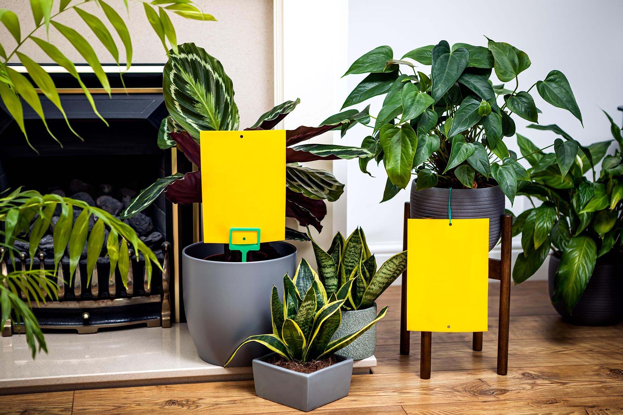 13 Unbelievable Houseplant Sticky Stakes Insect Traps For 2023