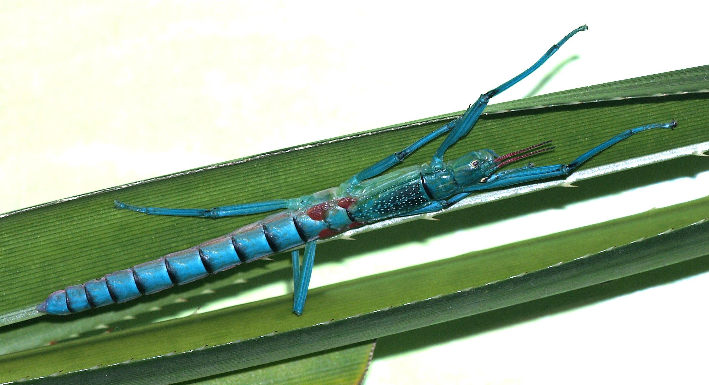 14 Amazing RC Insects For 2024