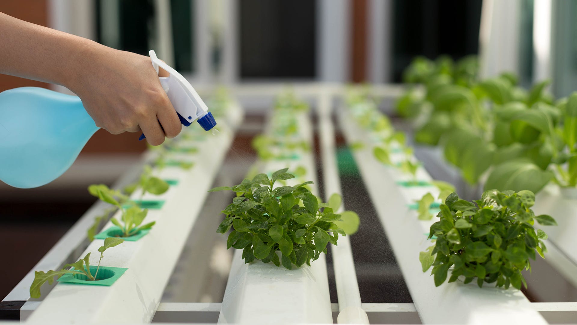 8 Incredible Hydroponics Nutrient Solutions For 2024