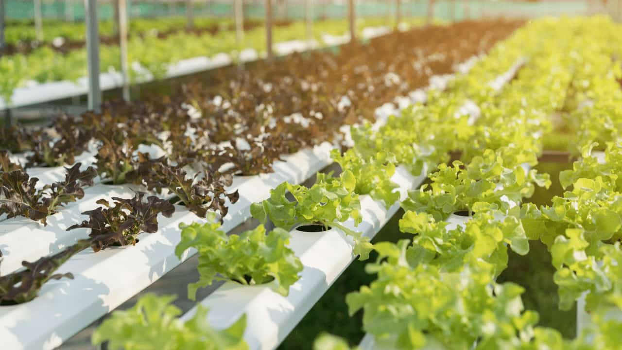9 Incredible Lettuce Seeds For Hydroponics for 2024