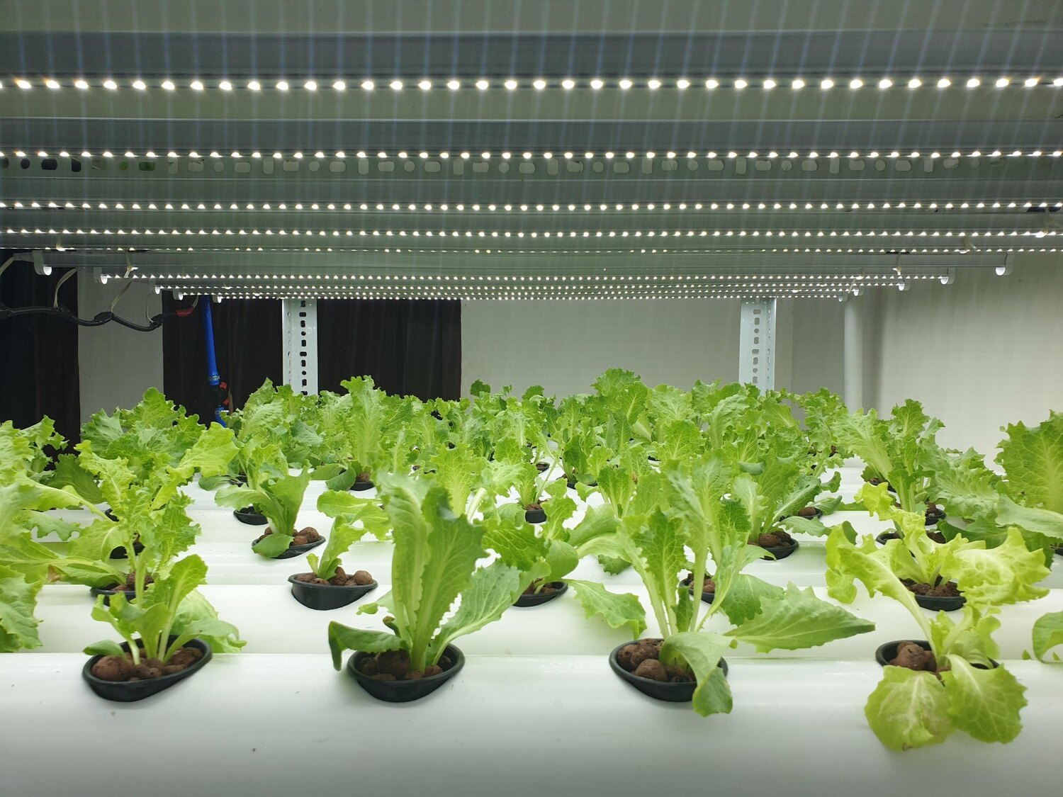 9 Incredible NFT Hydroponics Growing Systems For 2024