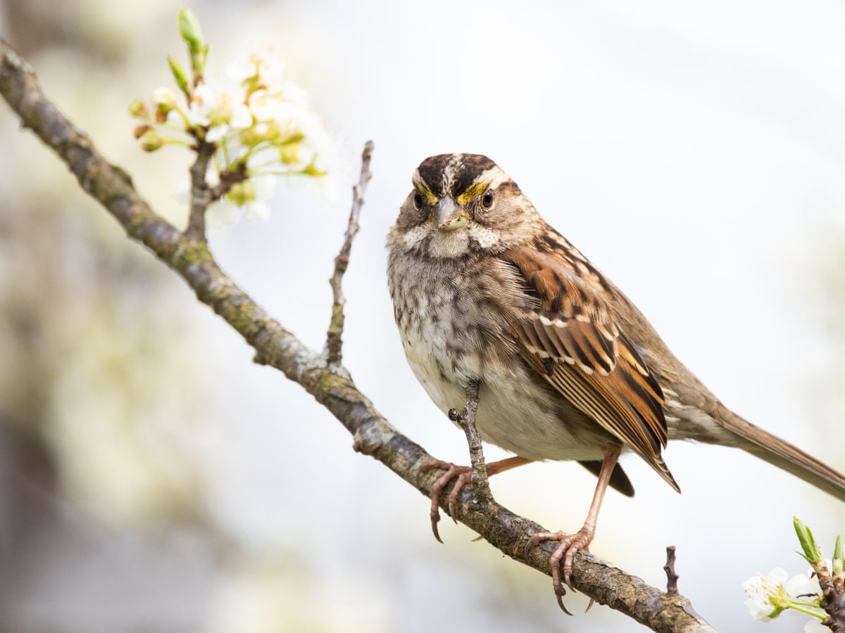 How Can Pesticides Affect Birds