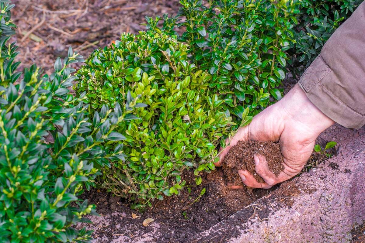 How Deep To Plant Boxwood Shrubs