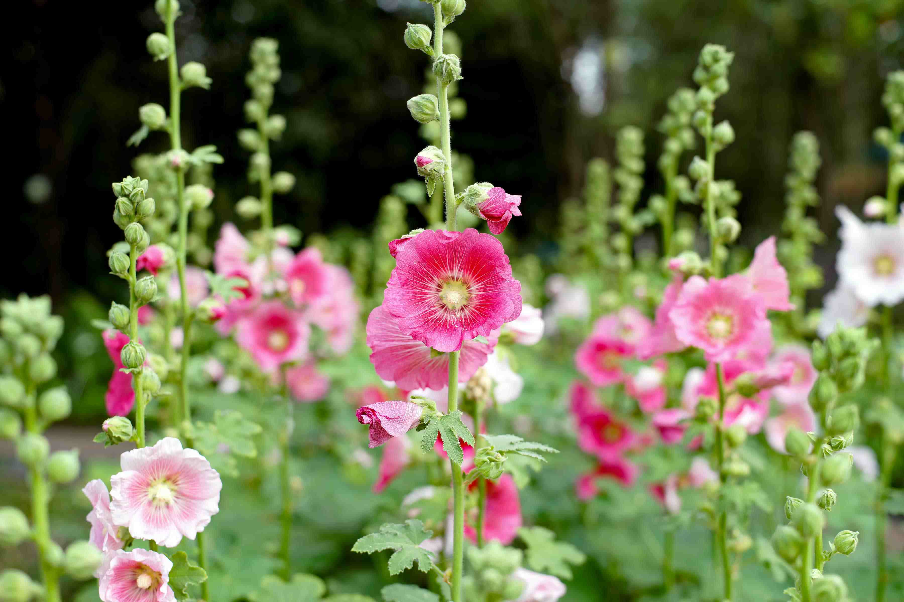 How Deep To Plant Hollyhock Seeds