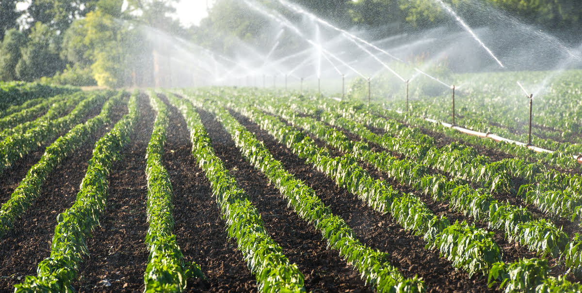 How Do Automatic Irrigation Systems Work
