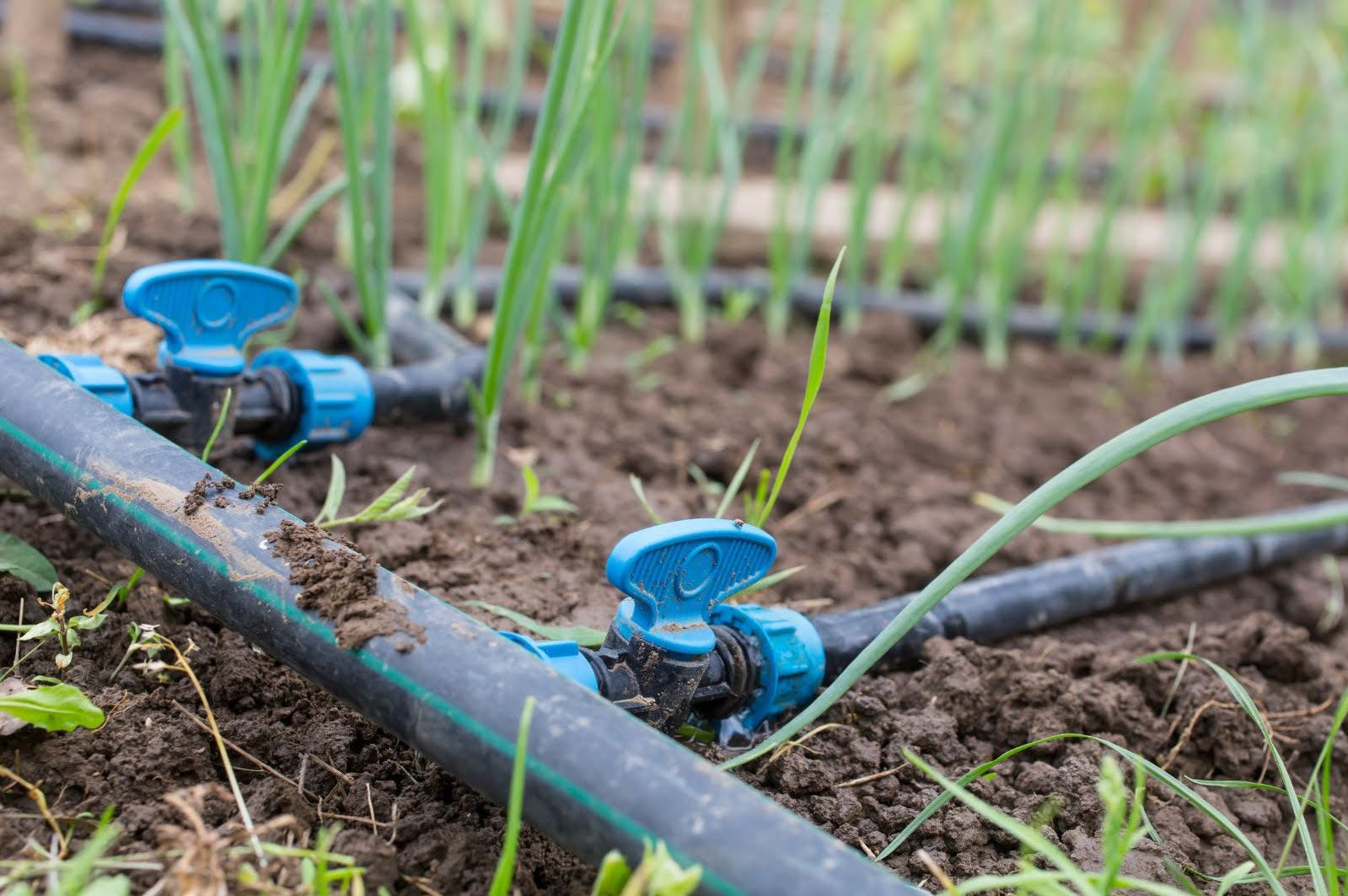 How Do Drip Irrigation Systems Work