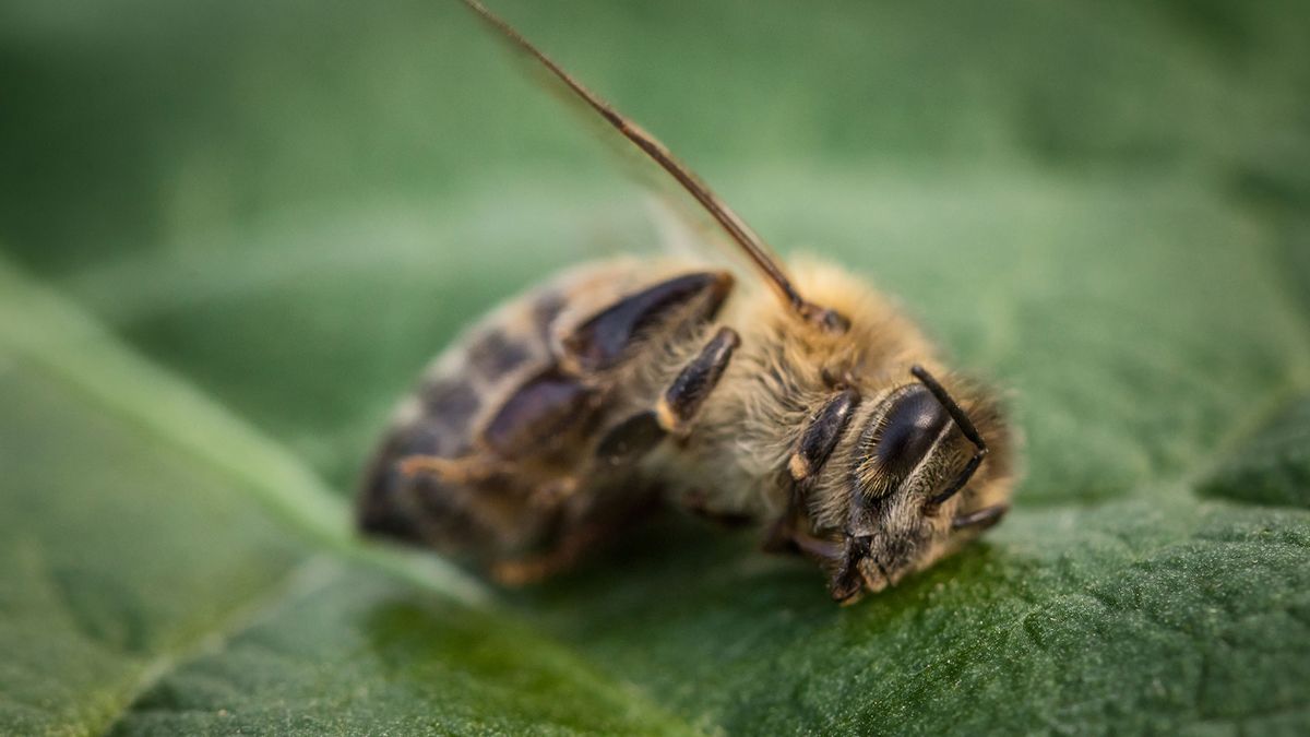 How Do Pesticides Affect Bees