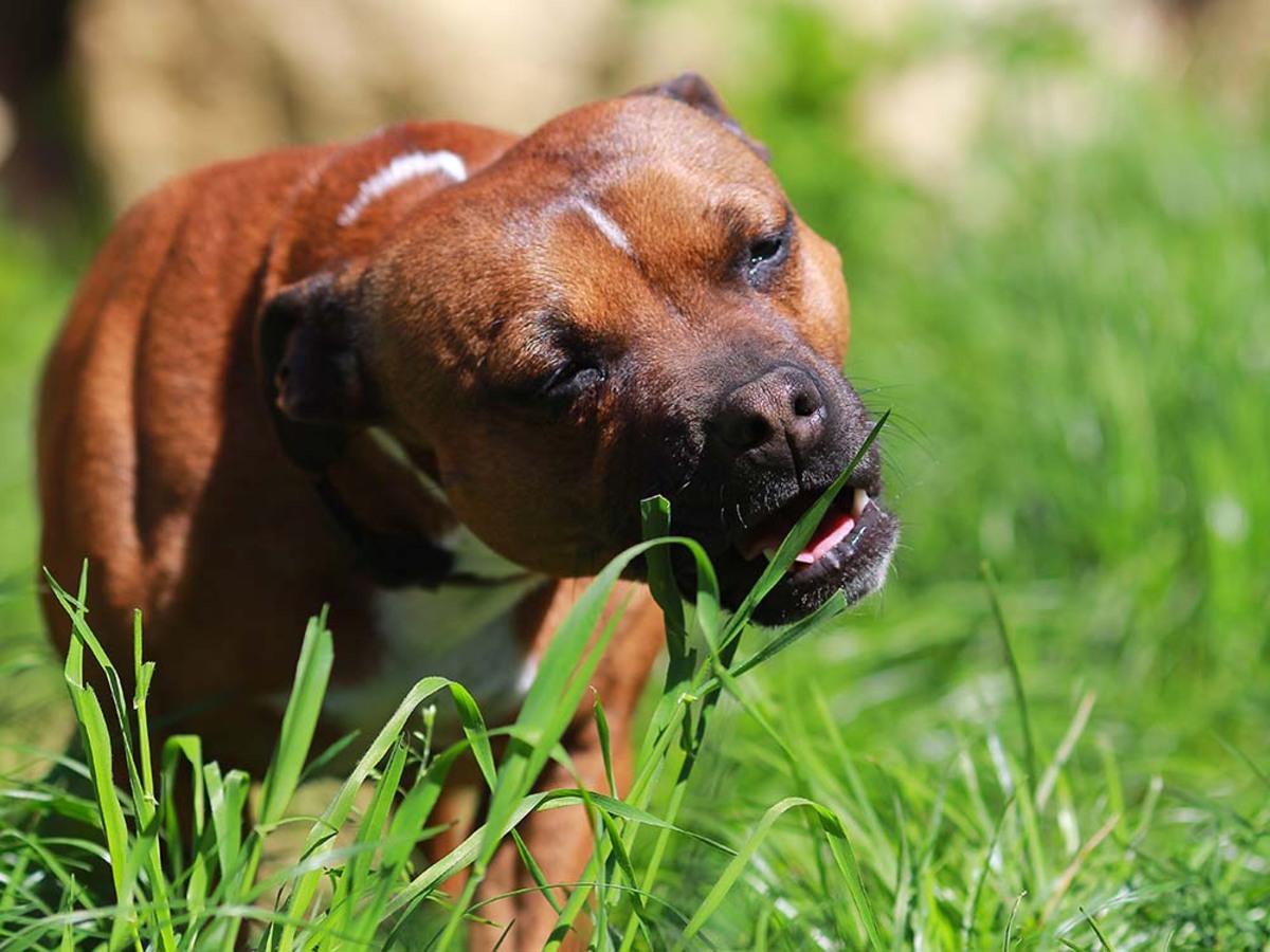 How Long Are Pesticides Toxic To Dogs