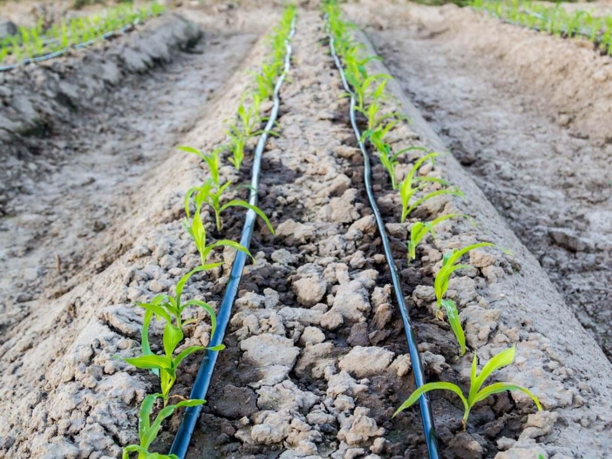 How Long Should Drip Irrigation Run