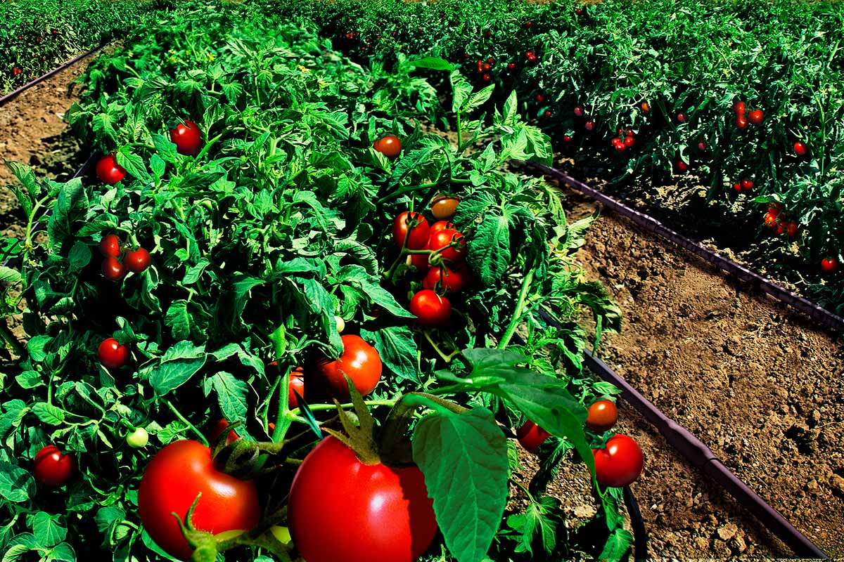 How Long To Water Tomatoes With Drip Irrigation