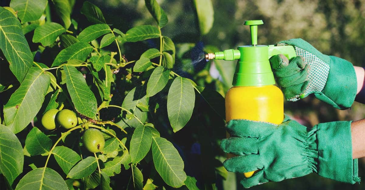How To Get Rid Of Pests Without Pesticides