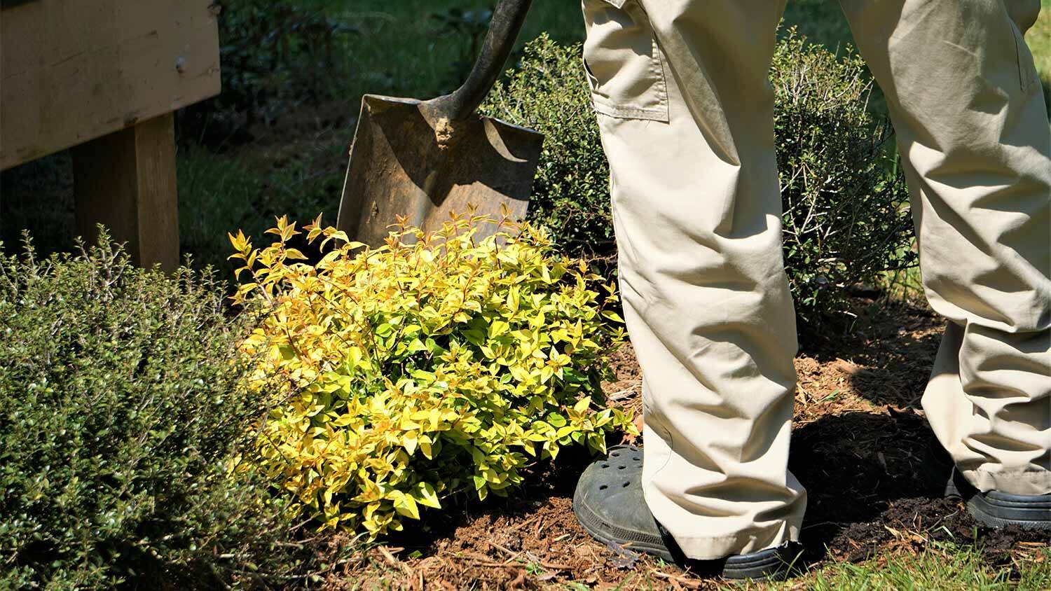 How To Get Rid Of Shrubs