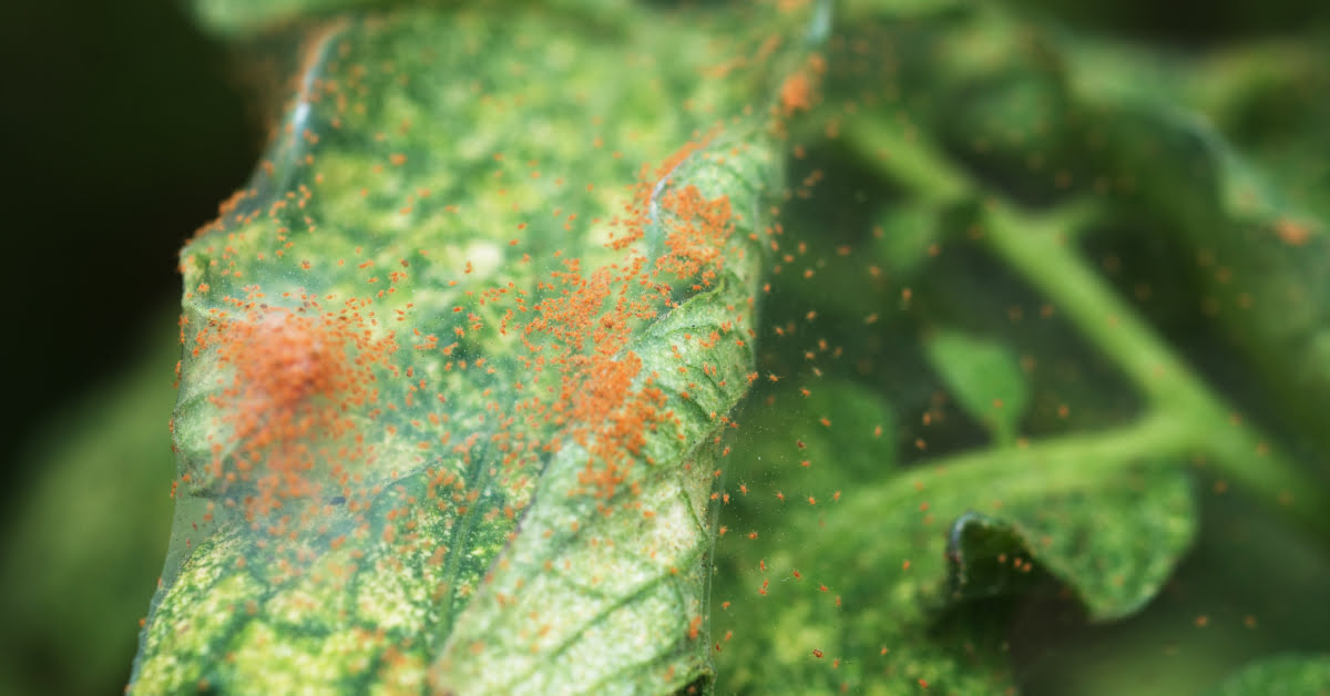 How To Get Rid Of Spider Mites On Shrubs