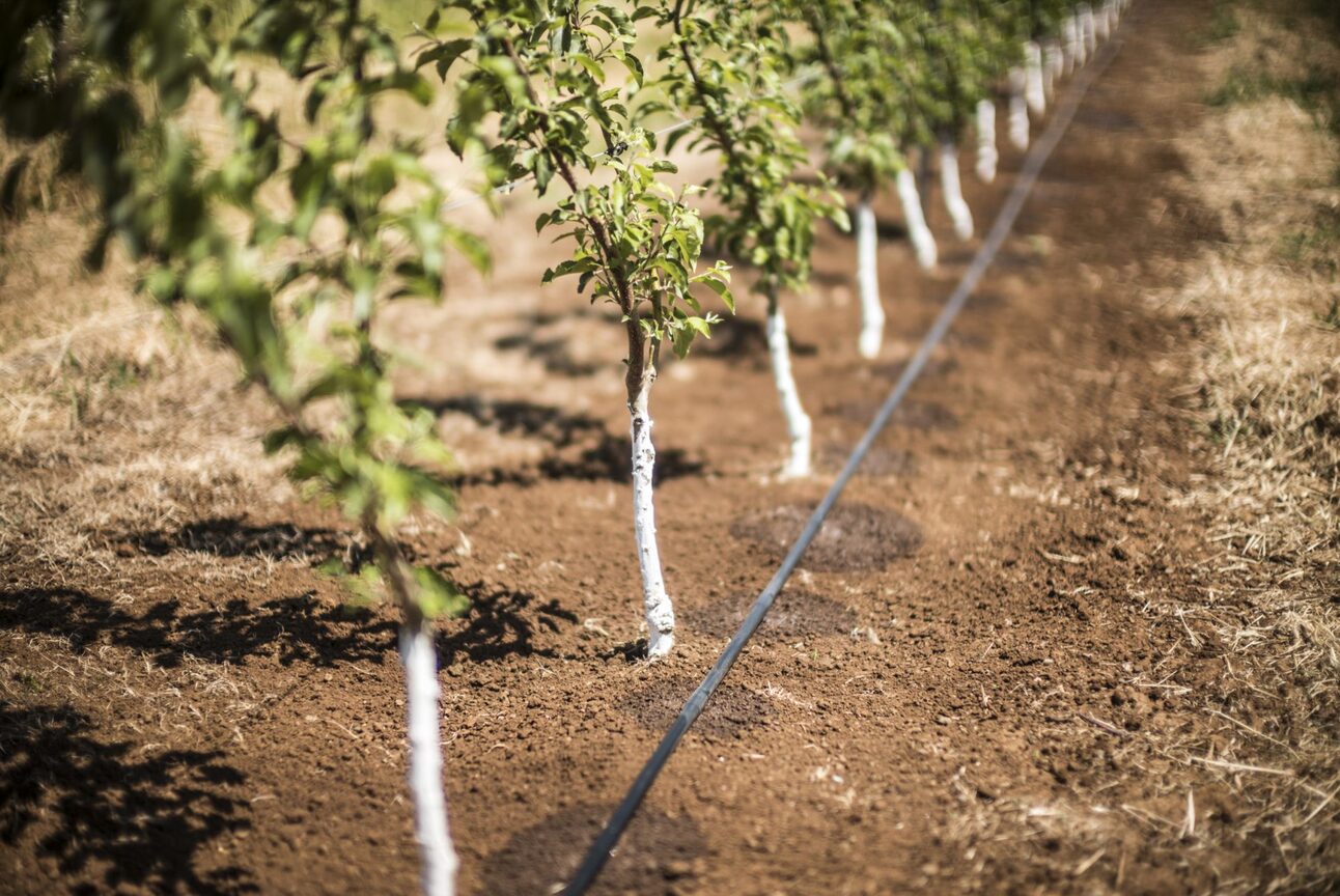 How To Install A Drip Irrigation System For Trees