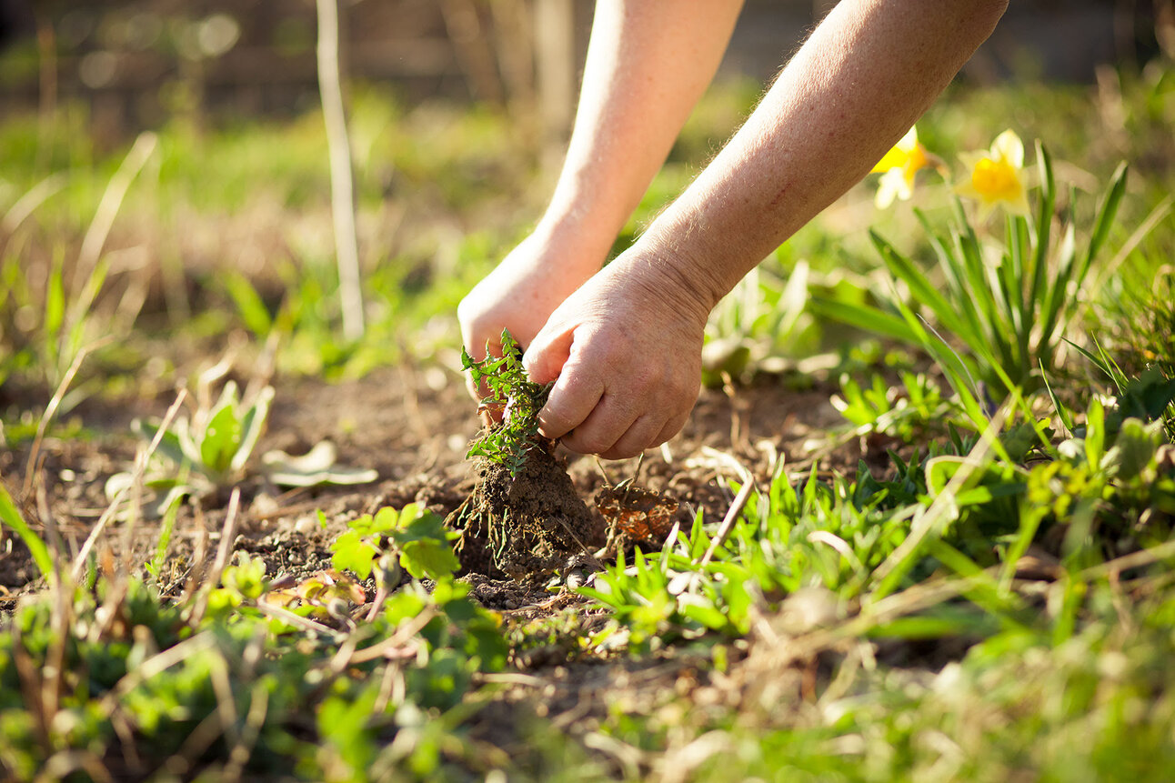 How To Kill Weeds Without Harming Shrubs