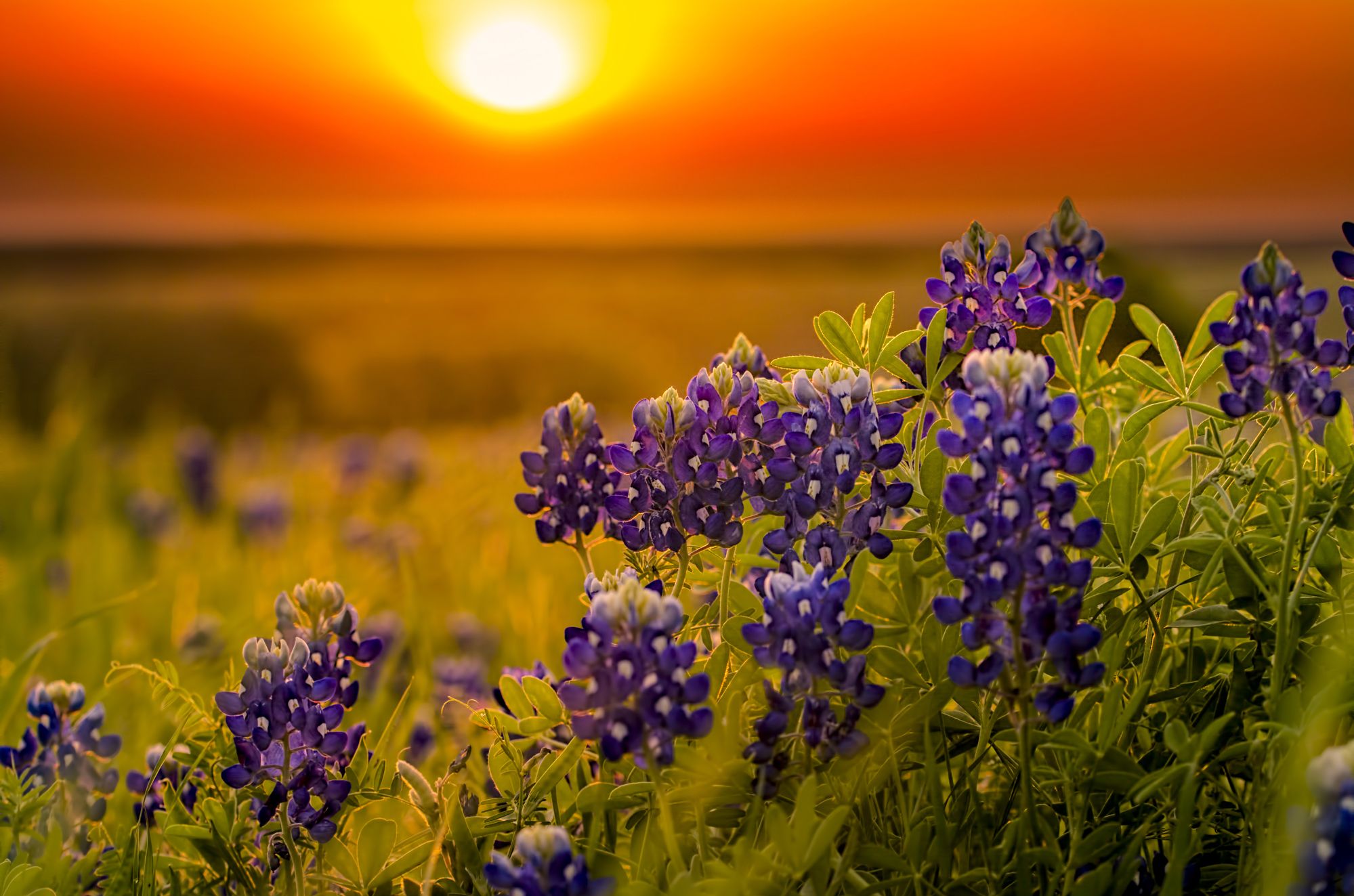 How To Plant Bluebonnet Seeds