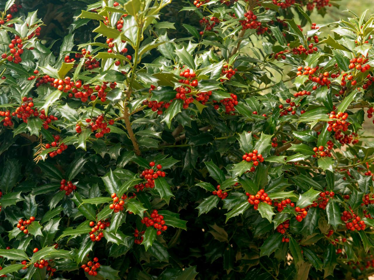 How To Plant Holly Shrubs