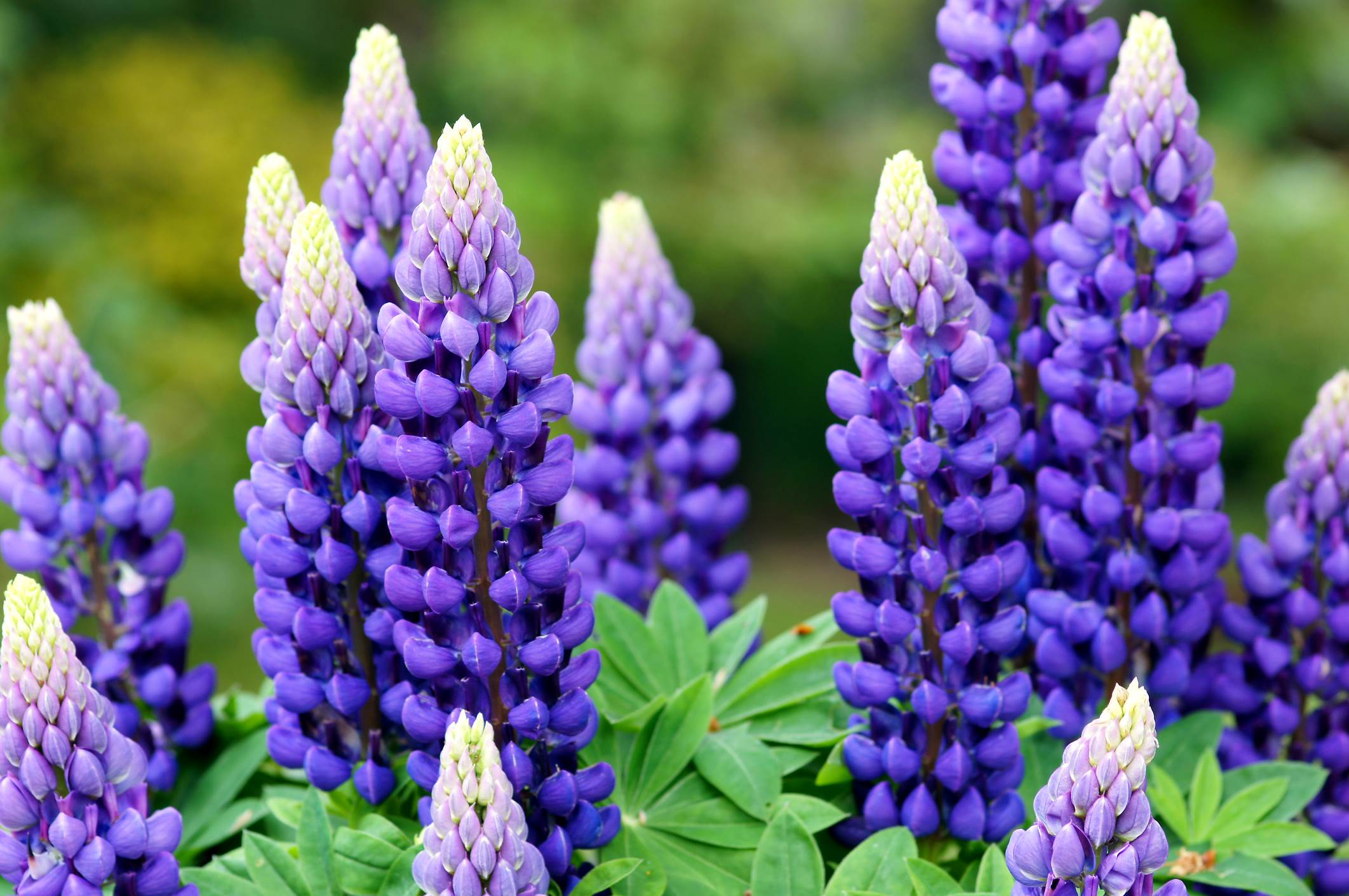 How To Plant Lupine Seeds