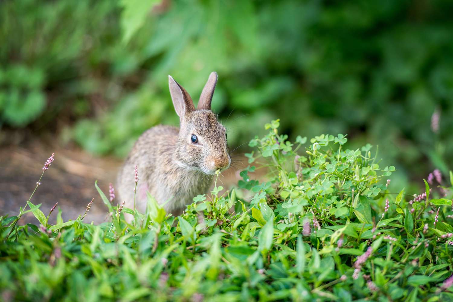 How To Protect Shrubs From Rabbits In Winter