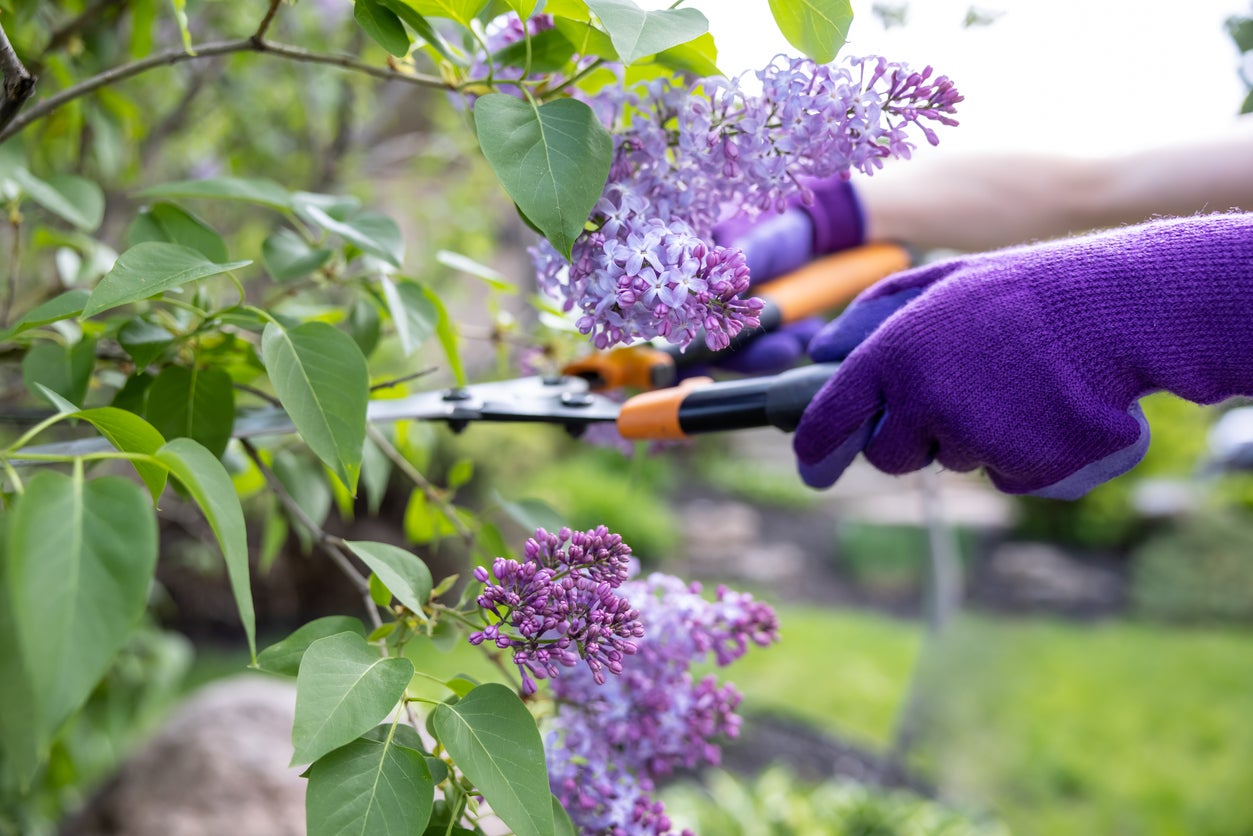 How To Prune Lilac Shrubs