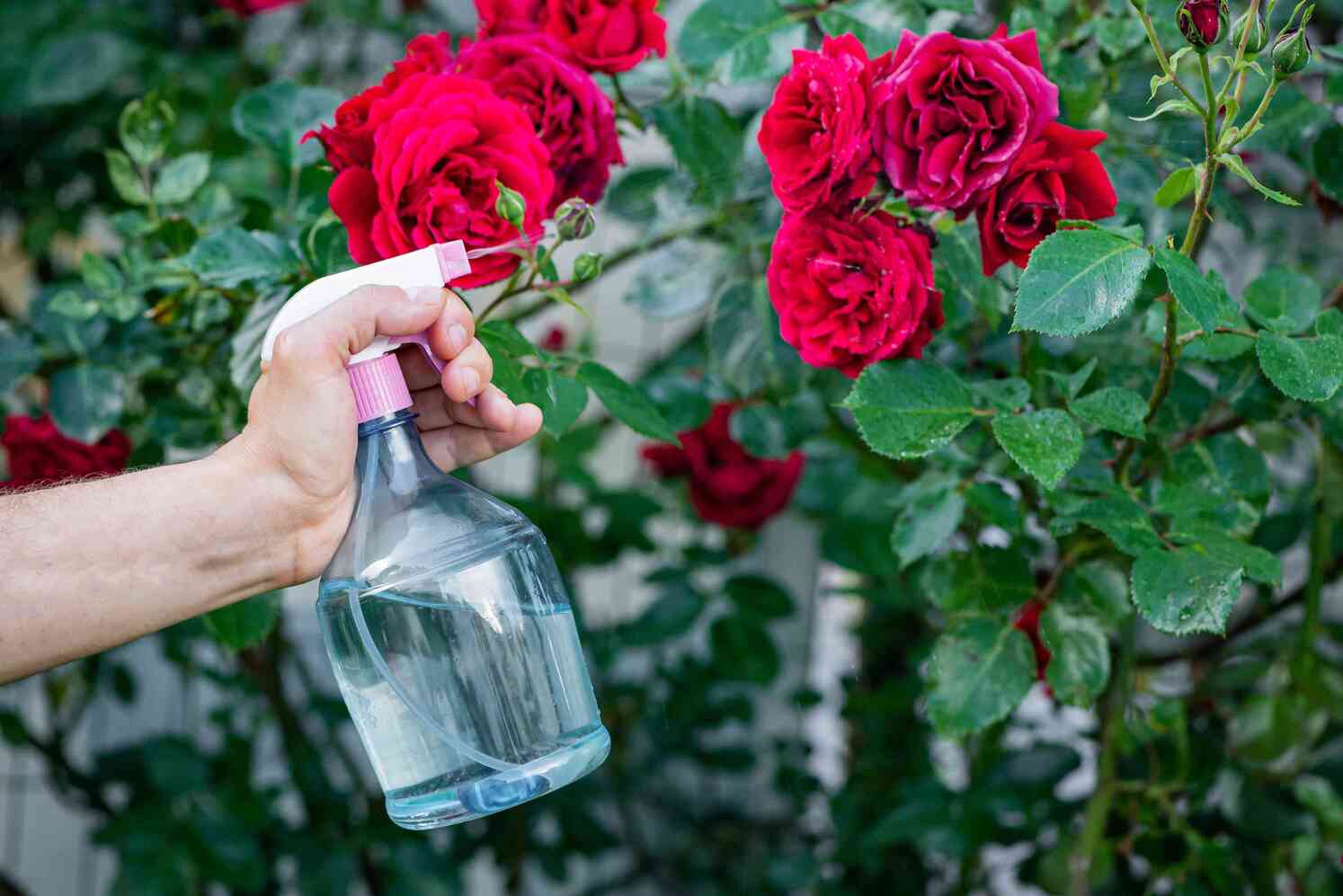 How To Remove Pesticides From Rose Petals