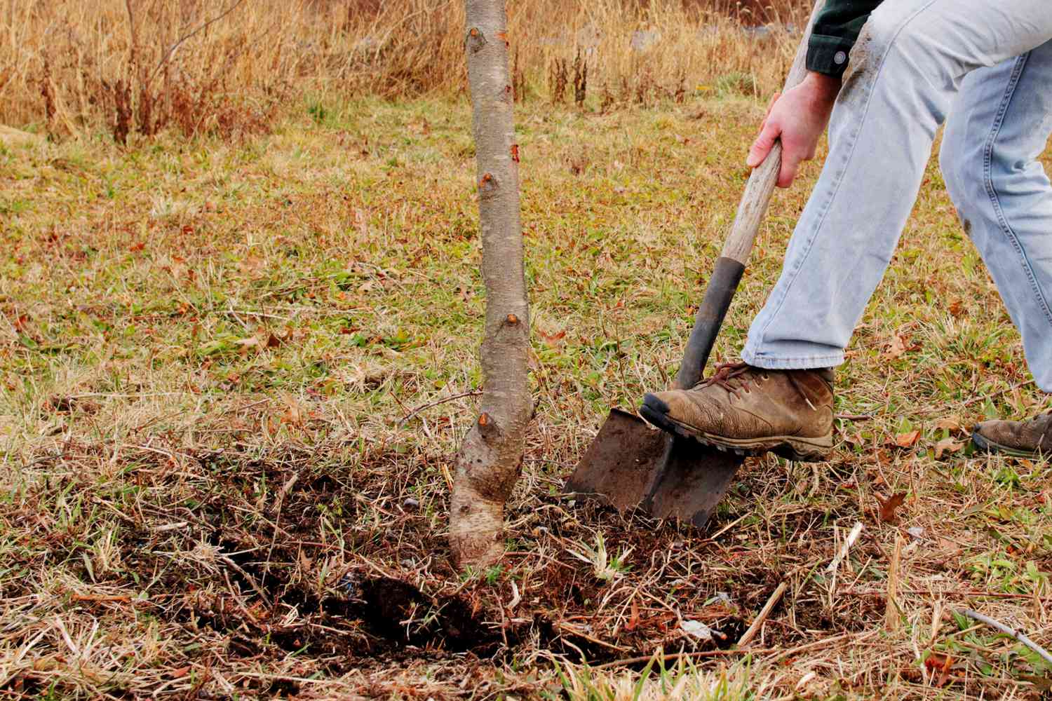 How To Remove Small Trees And Shrubs