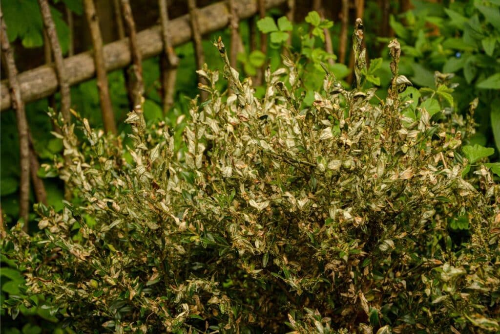 How To Revive Dying Shrubs