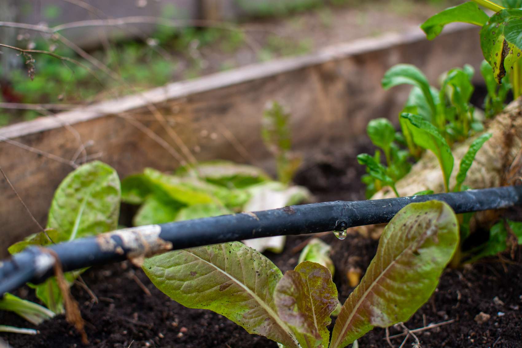 How To Setup Drip Irrigation For Vegetable Garden