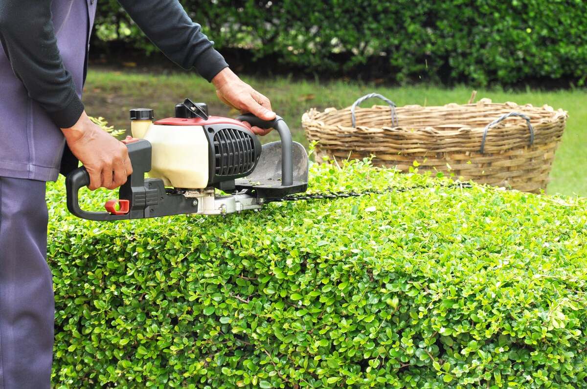How To Trim Shrubs And Bushes