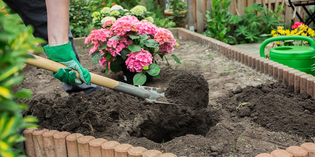 Should You Amend Soil When Planting Shrubs
